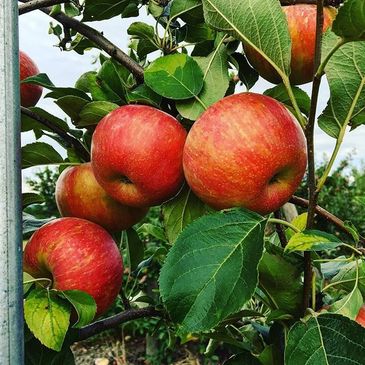 Organic, Apples, fresh, you-pick-fruit, organic apples