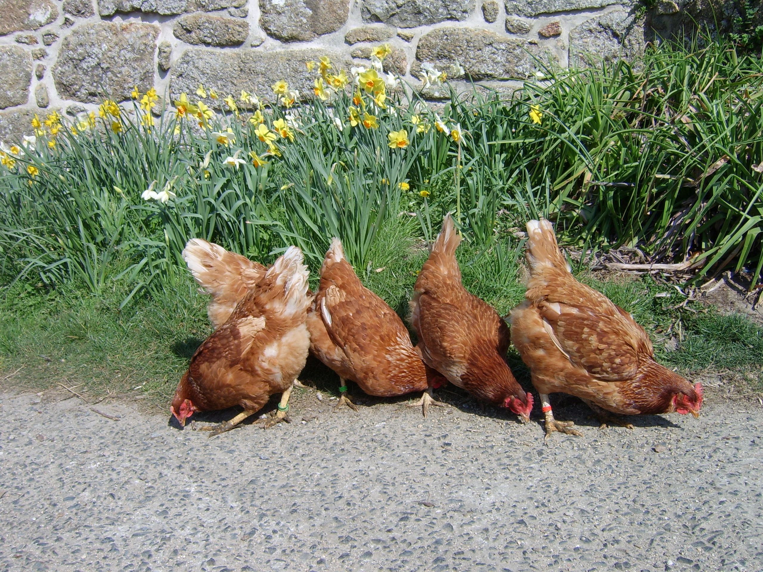 Treen Farm