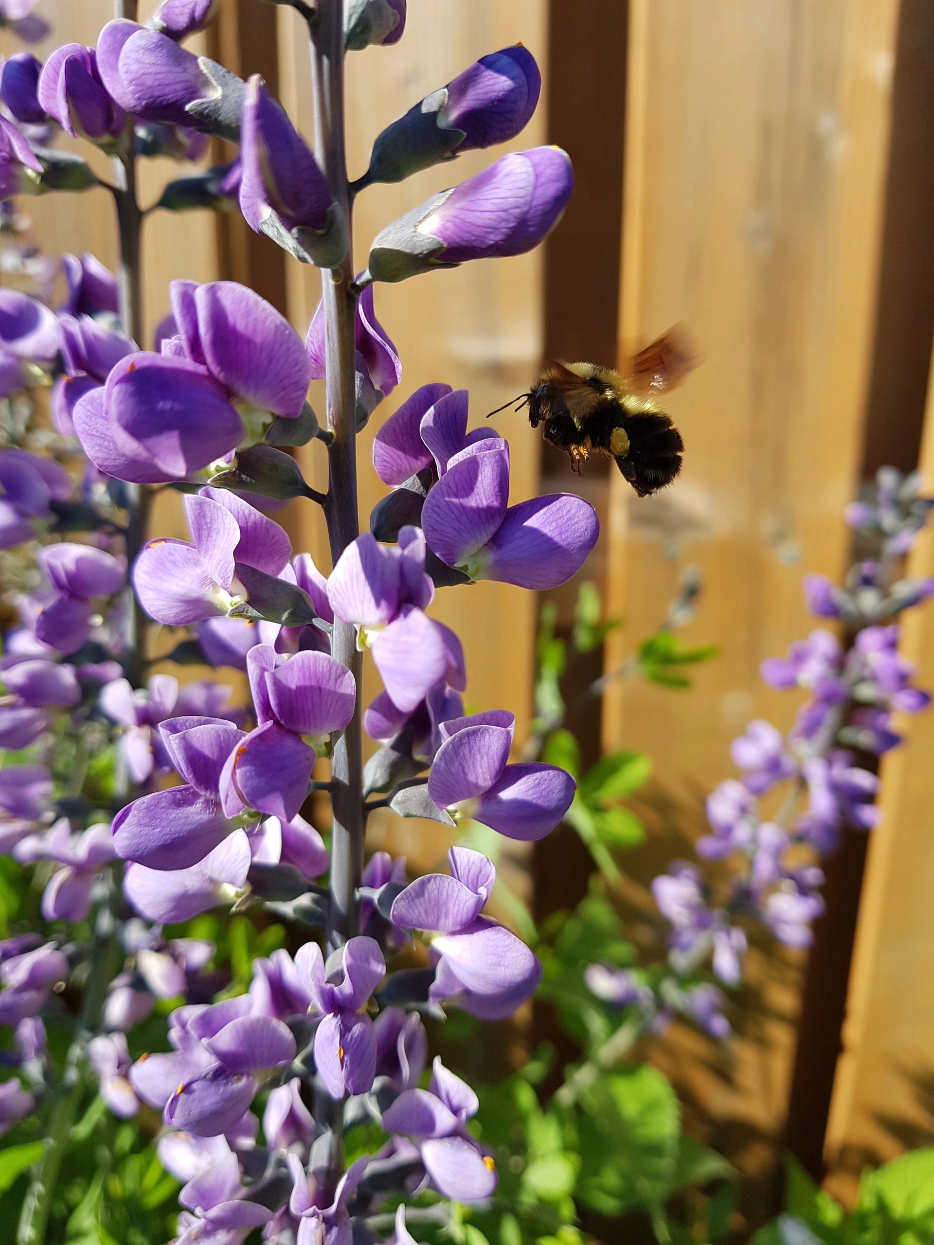 canadian-hardiness-zones-bee-kissed-seeds