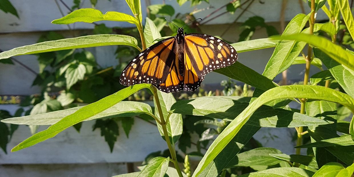 Red Milkweed, Swamp Milkweed, Asclepias incarnata, monarch host plant