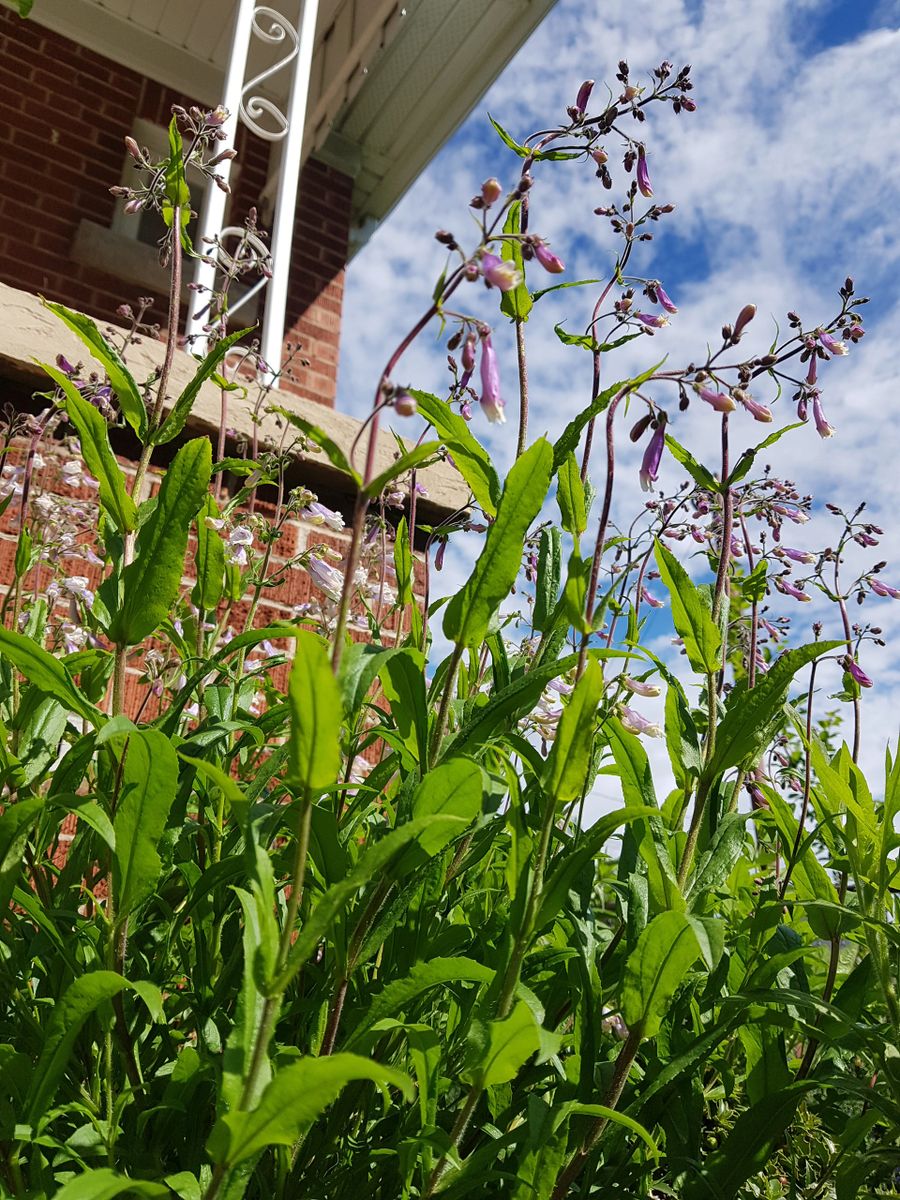 hairy-beardtongue-penstemon-hirsutus