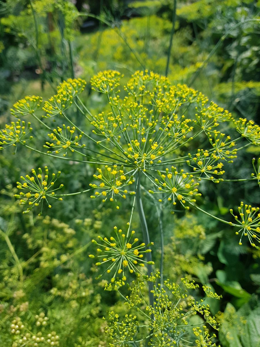 Dill Anethum Graveolens dill-anethum-graveolens
