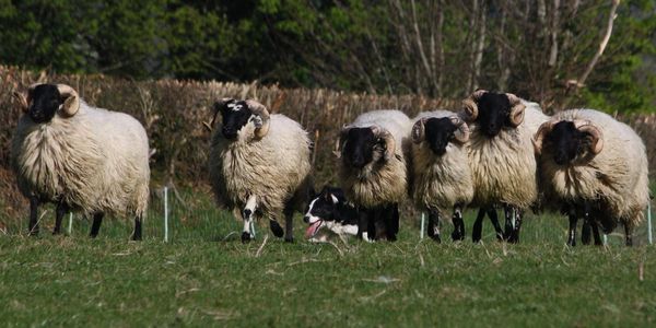 Jack on blackface mountain ewes