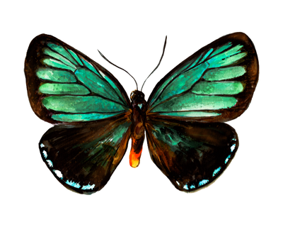 Atala Butterfly watercolor painting 