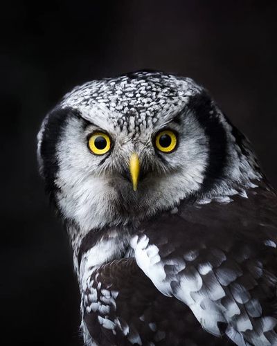 Wise owl