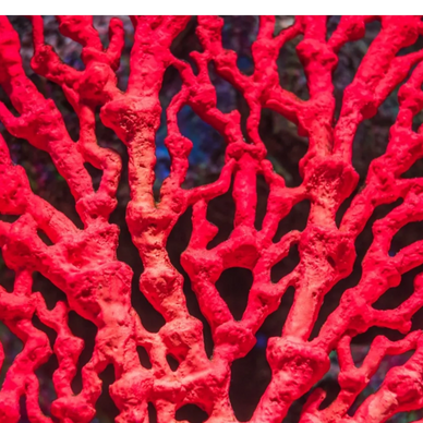 Red Coral  Mars