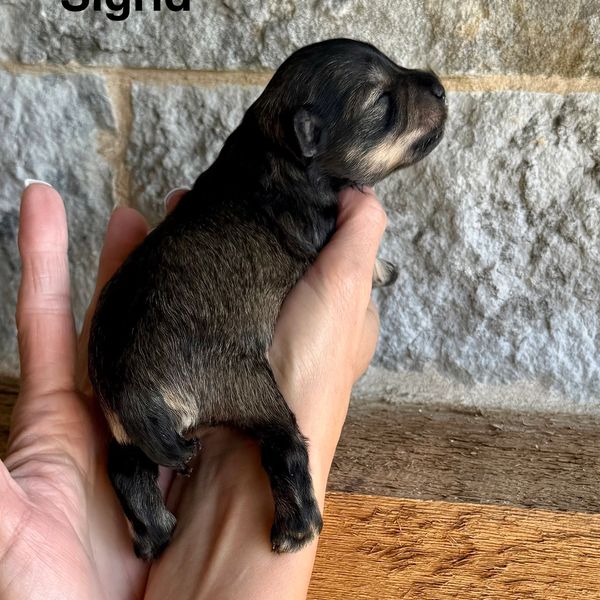 A tiny newborn puppy is gently held in a person's hand.