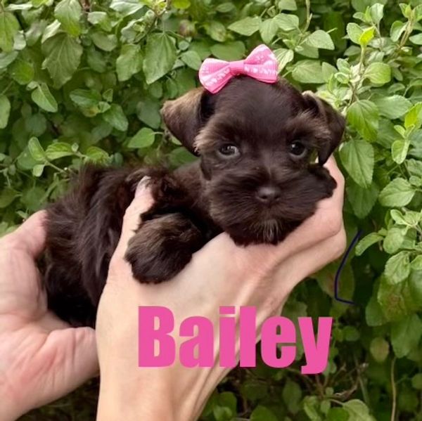 Tiny brown puppy named Bailey with a pink bow, held gently in hands.