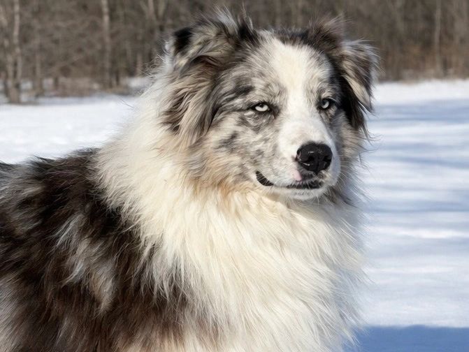 Fluffy dog with piercing blue eyes in snowy outdoors.