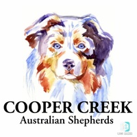 Cooper Creek Aussies