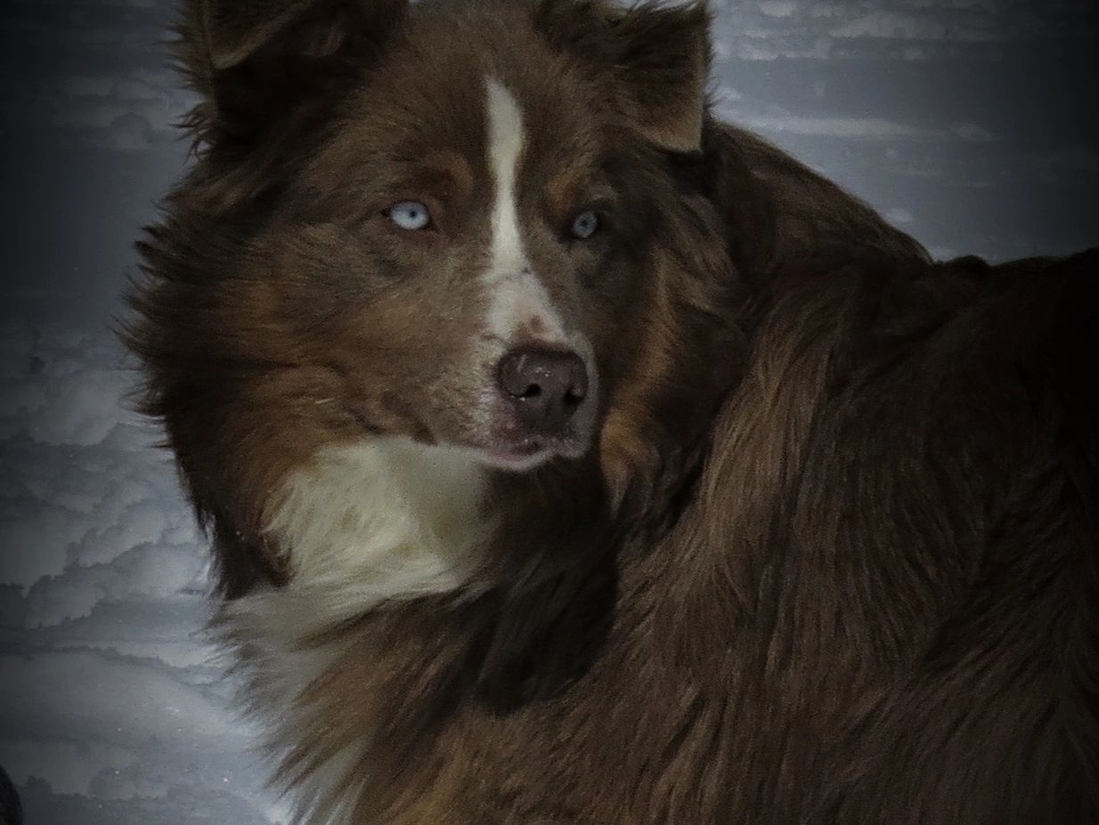 Close-up of a brown and white dog with piercing blue eyes in the snow.