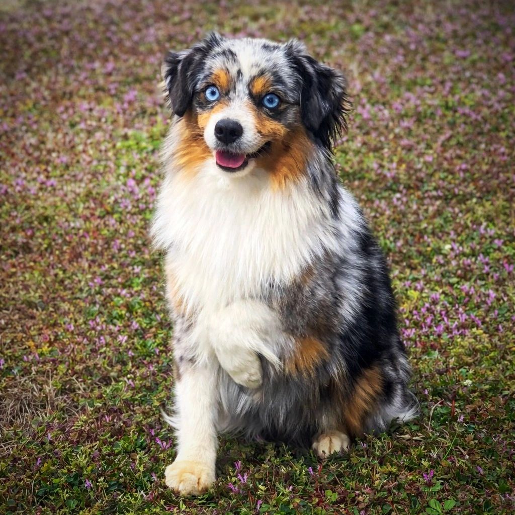 A happy Australian Shepherd with blue eyes sitting on grass with small purple flowers.