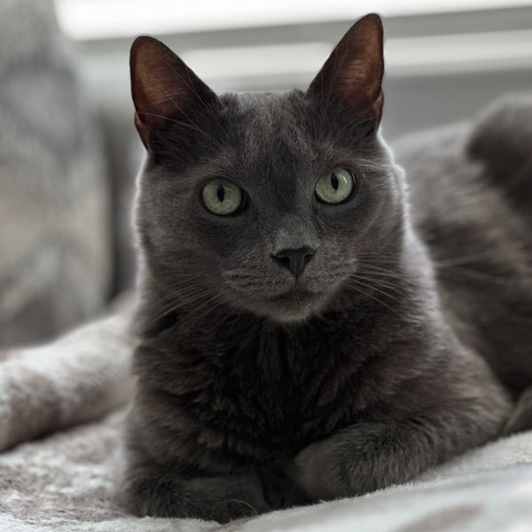 A gray cat with green eyes resting on a blanket.