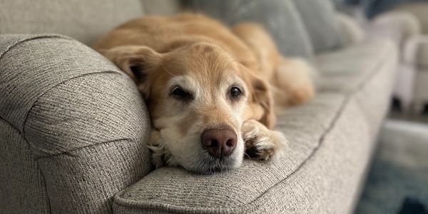 Golden retriever resting on a beige couch.