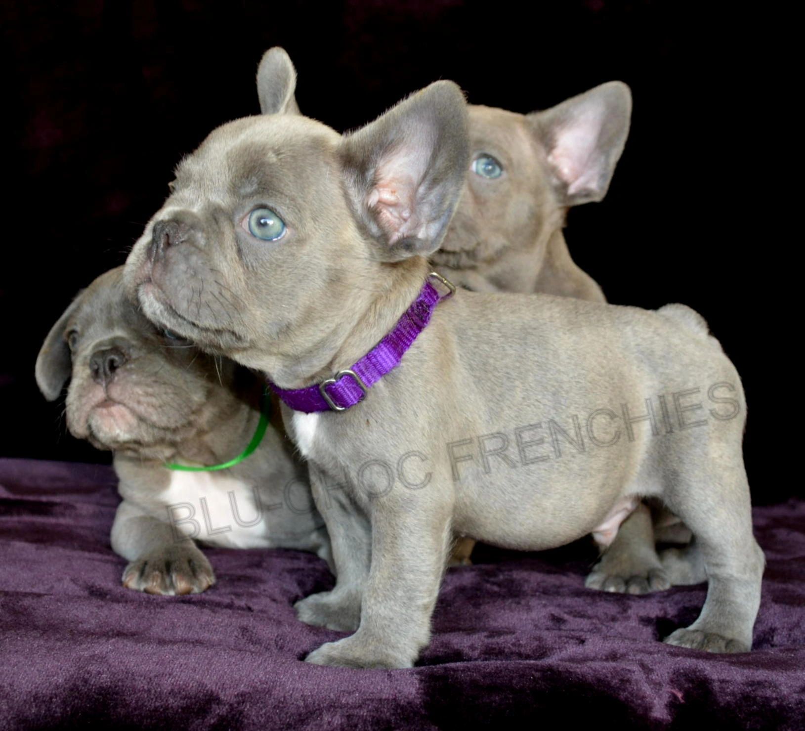 Blue Brindle Frenchie Price