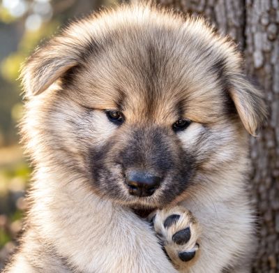 Close-up of a fluffy puppy with a paw raised.