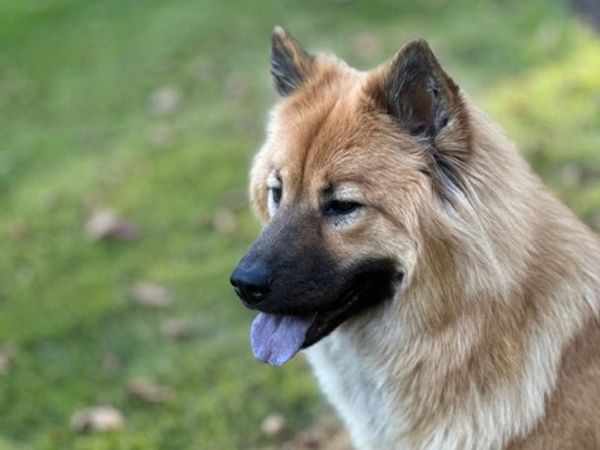 Close-up of a fluffy dog with its tongue out.