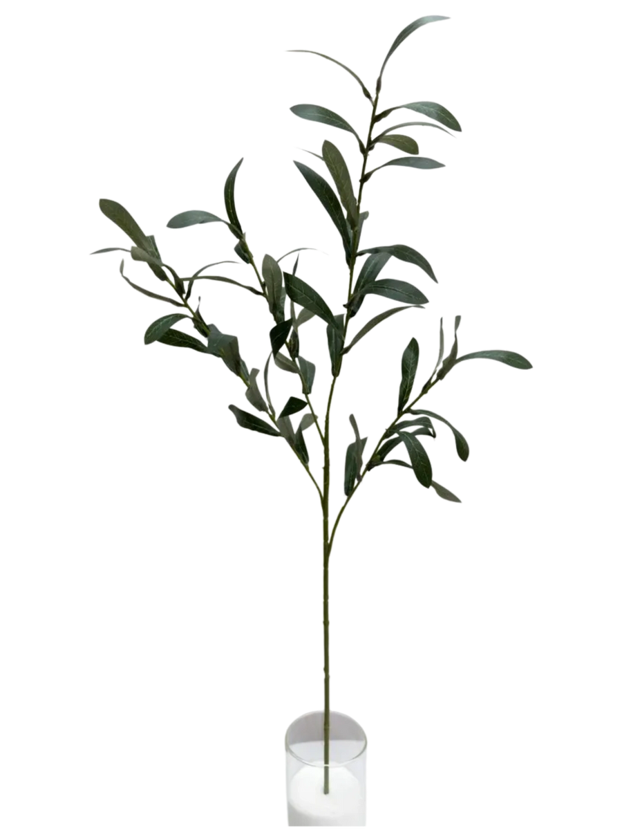 OLIVE LEAVES STEM