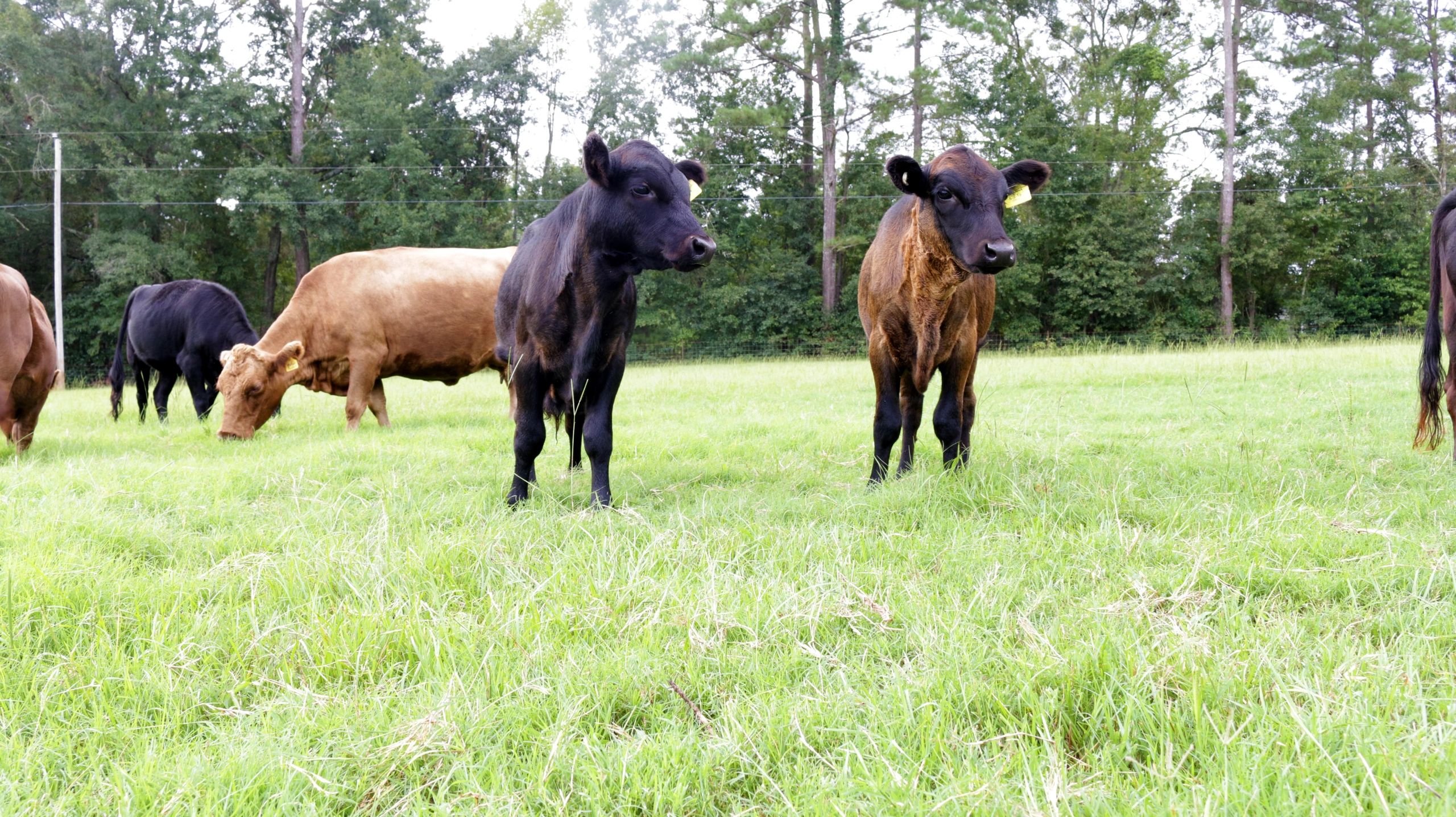 Reserve your Beef