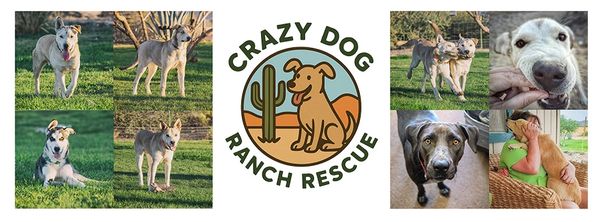 Collage showcasing playful dogs and a rescue logo.