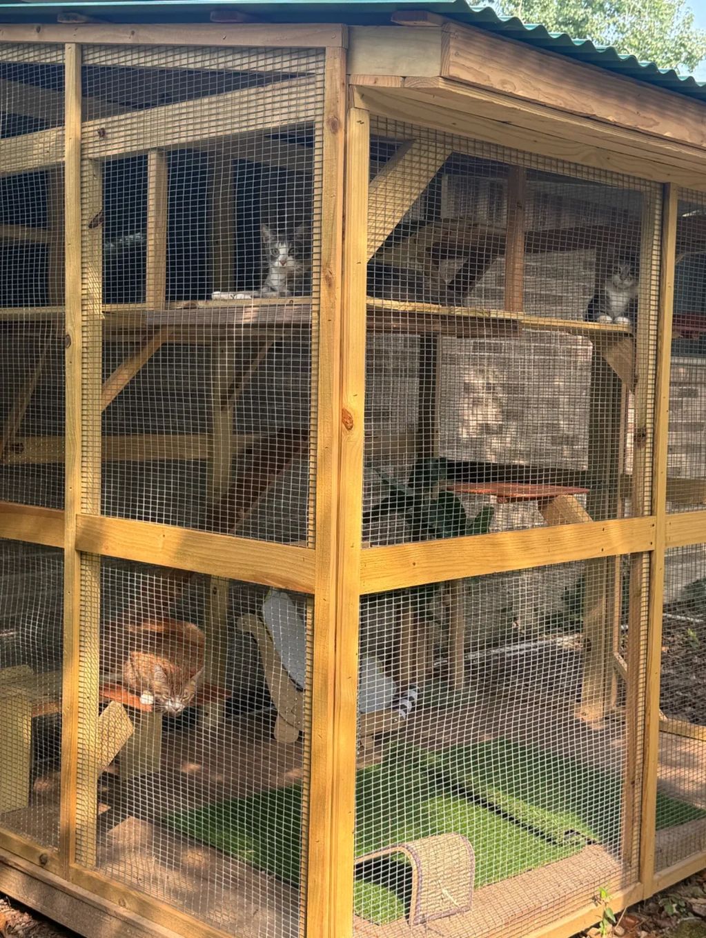 Custom Cat Enclosure