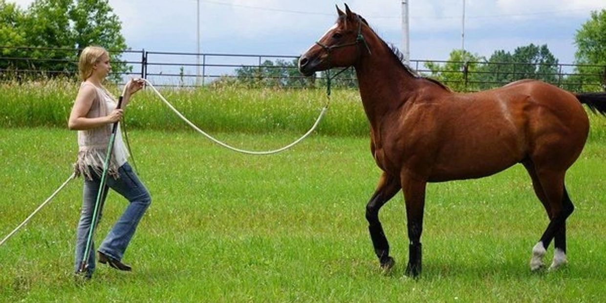 Woman leading a brown horse on a rope in a grassy field.