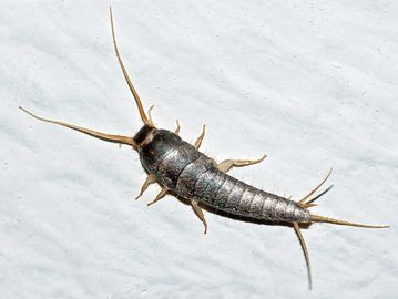 silverfish extermination
Silverfish Control