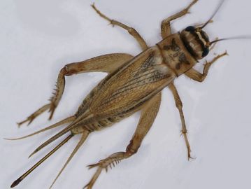 Cricket Extermination
Cricket Control