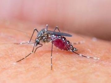 Mosquito Control
Mosquito Fogging 
Mosquito Extermination