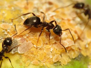Ant Exterminator
Ant Control
