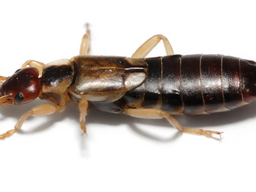 Earwig Control
Earwig Extermination
Pincer Bug Control
Pincer Bug Extermination