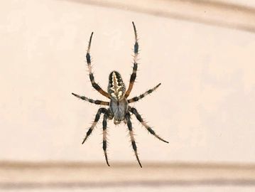 Spider Control
Spider Extermination