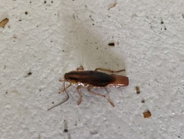 German Cockroach Extermination
Cockroach Control