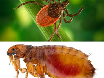 Flea and Tick Extermination
Flea and Tick Control