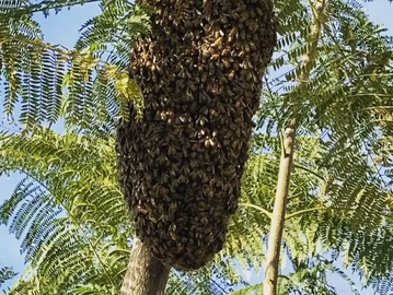 Bee Control
Bee Extermination