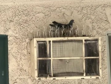 Pigeon Control