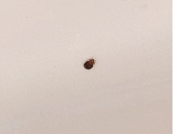 Bed Bug Extermination
Bed Bug Control