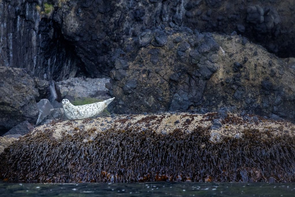 Harbor Seal Cove