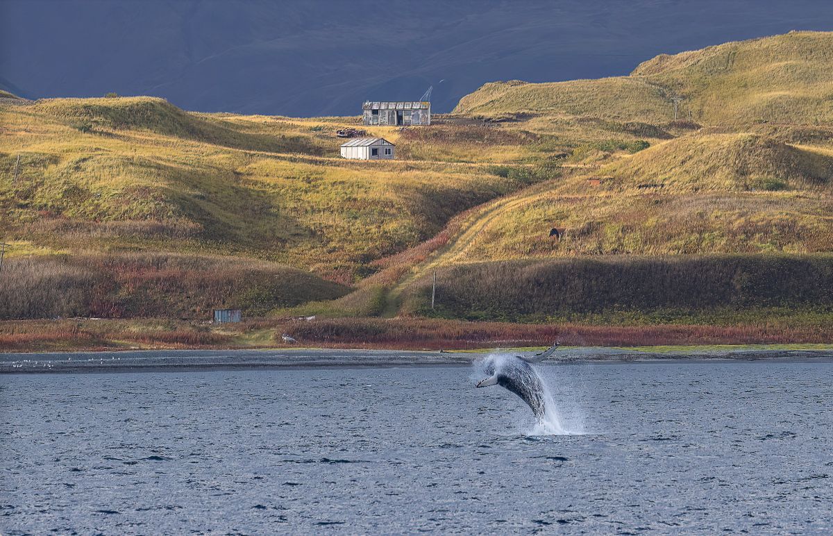 Hog Island and Humpback Breach on Canvas