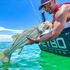 Snook action Jupiter and palm beach florida