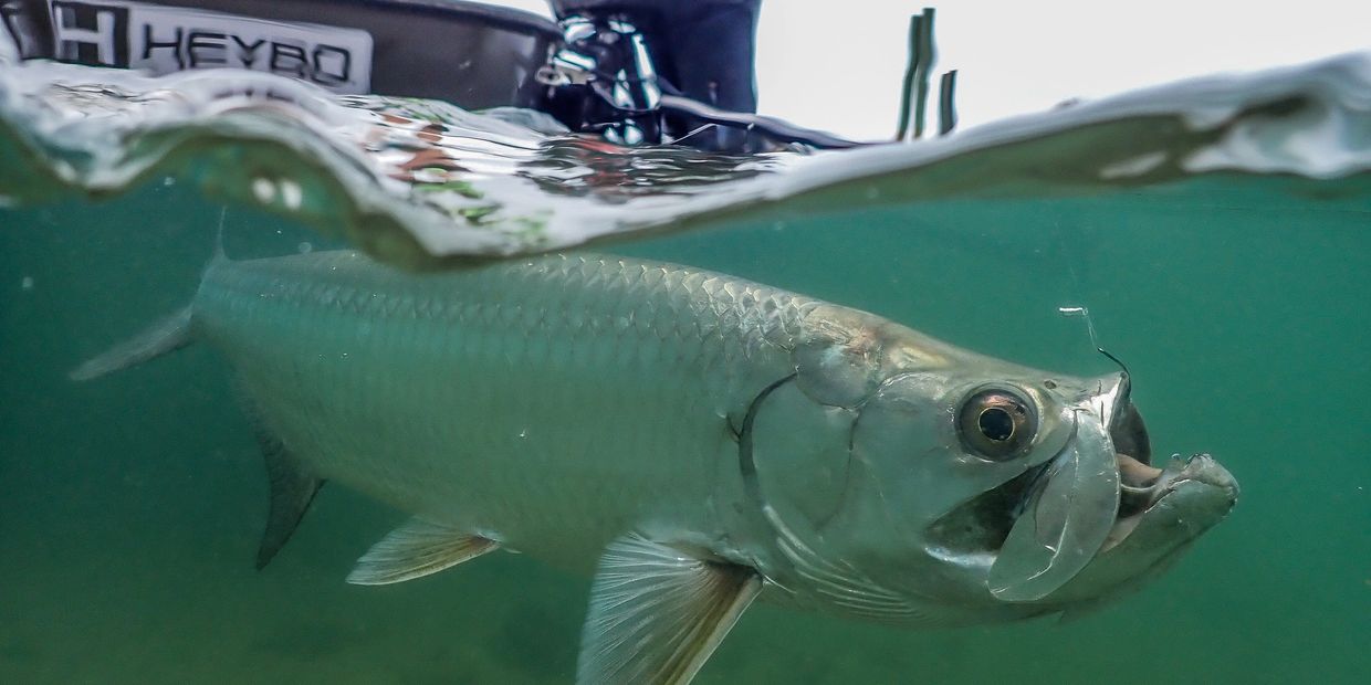 Light tackle inshore Tarpon fishing for families and experienced anglers, Jupiter, Florida 