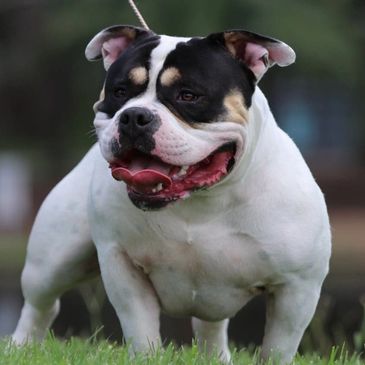 pied black tri pocket american bully