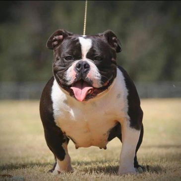 American bully pocket