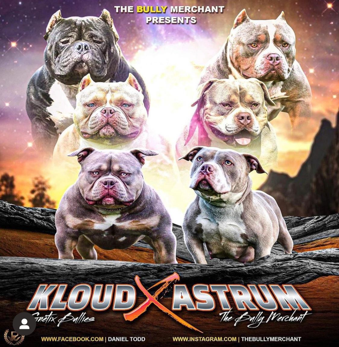 Golden Child – G-NETIX BULLIES - Pocket American Bully Breeder