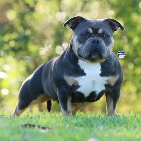 Golden Child – G-NETIX BULLIES - Pocket American Bully Breeder