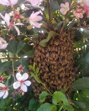 Bees On A Bush. Swarm Of Bees