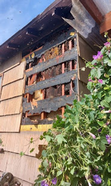 Bees In Exterior Wall. Live Bee Removal