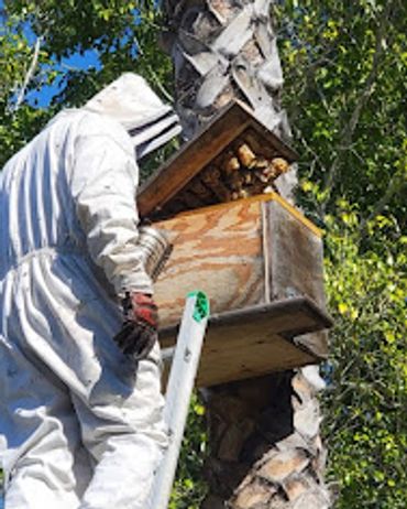 Bee Removal From Owl Box. 25 Feet Above Ground