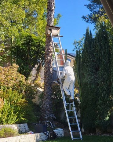 Owl Box Full of Bees. Bee Removal San Diego