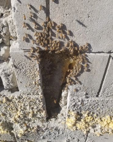Bees in Cinderblock Wall. Bee Removal San Diego